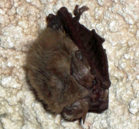 Bat on Ceiling
