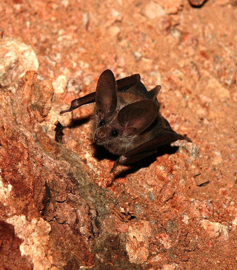 California Leaf Nosed Bat